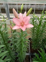 [5057 Termoli No01.JPG]